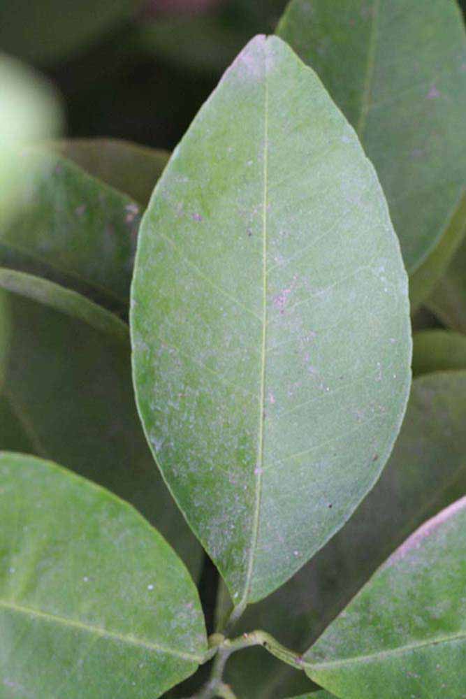              Unifoliolate leaf (Riverside, CA)       